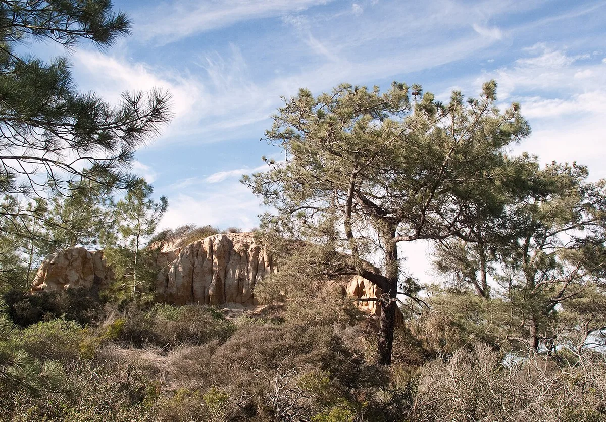 Torrey pines and sandstone formations in Torrey Pines State Natural Reserve