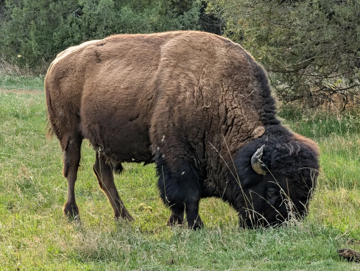 An American bison grazing in Theodore Roosevelt National Park, North Dakota