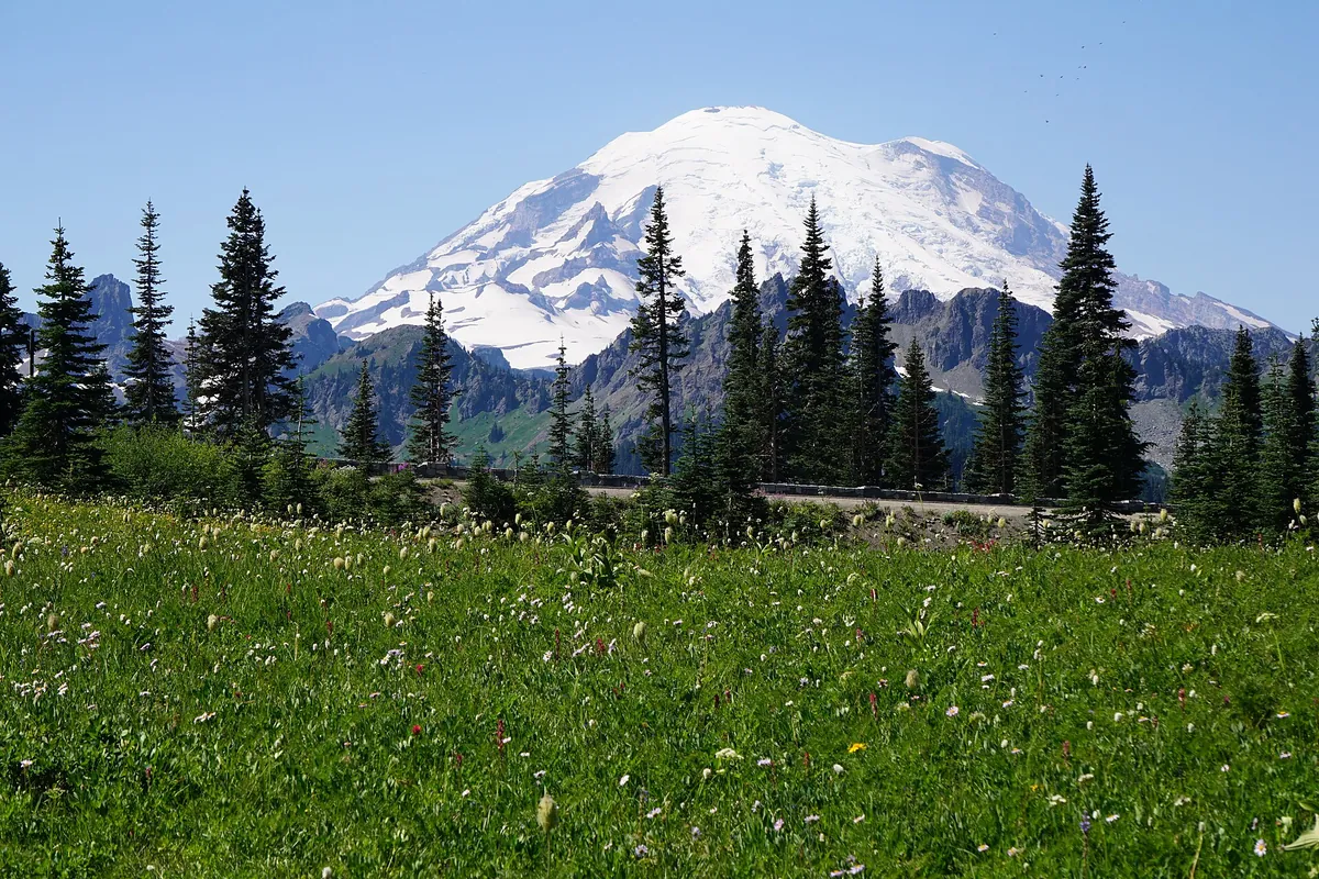 Mount Rainier's glaciated summit above a wildflower meadow at Tipsoo Lake, Chinook Pass